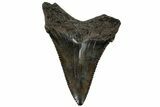 Serrated, Juvenile Megalodon Tooth - South Carolina #310502-1